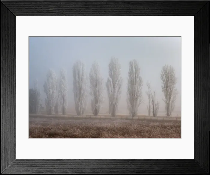 Framed Print : Winter forest