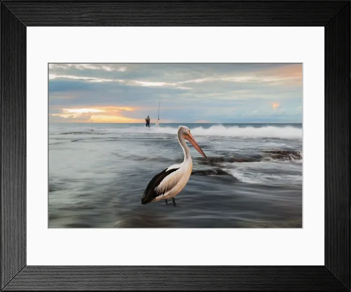 Framed Print : Pelican portrait Framed Print : Pelican portrait