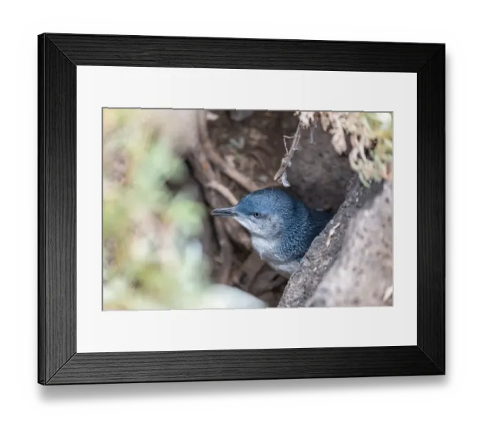 Framed Print : Penguins at St. Kilda