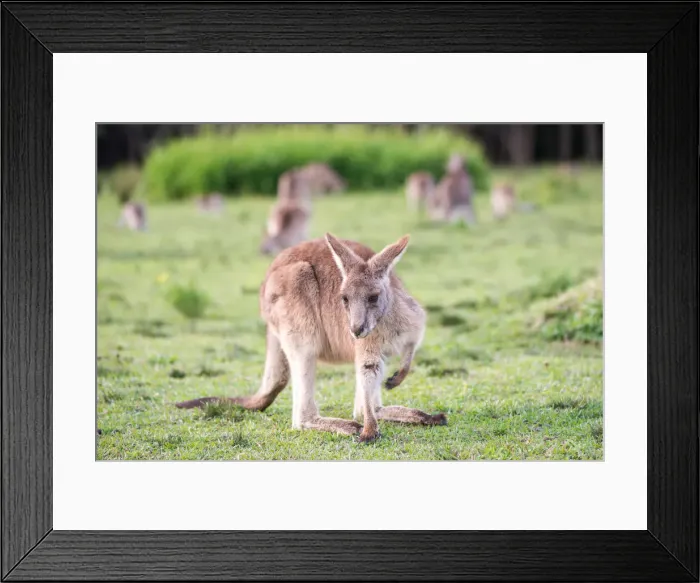 Framed Print : Kangaroo in Sydney Australia