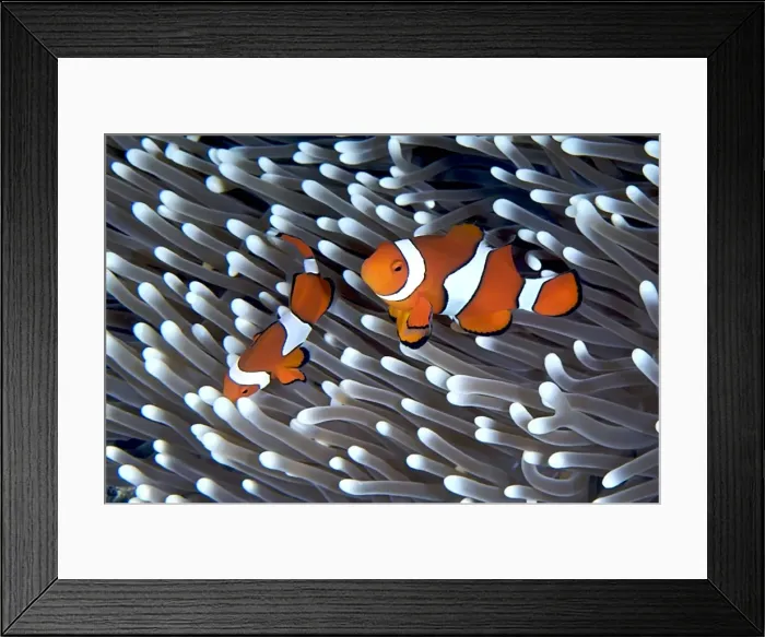 Framed Print : Clownfish in an anemone Framed Print : Clownfish in an anemone