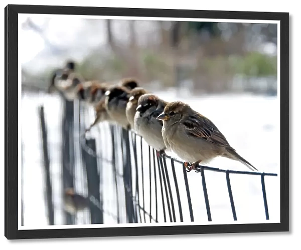 finches. Finches perched on a fence (shallow DOF)