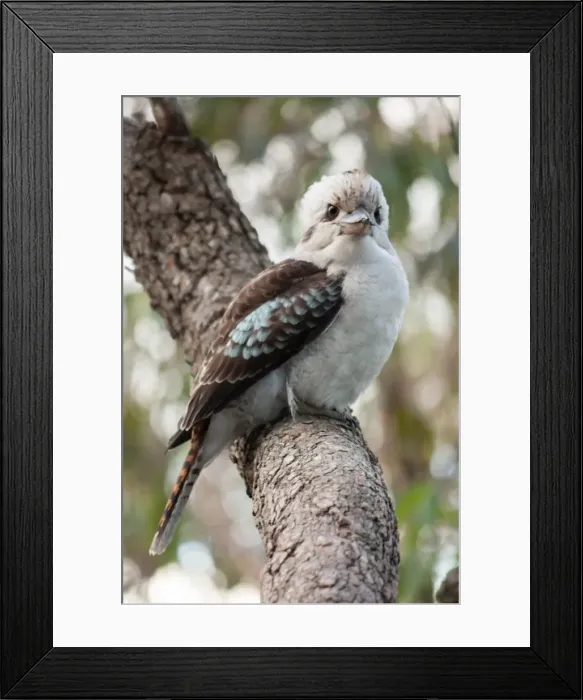Framed Print : Curious Kookaburra Framed Print : Curious Kookaburra