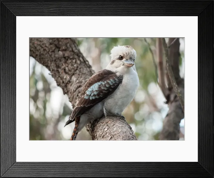 Framed Print : Curious Kookaburra