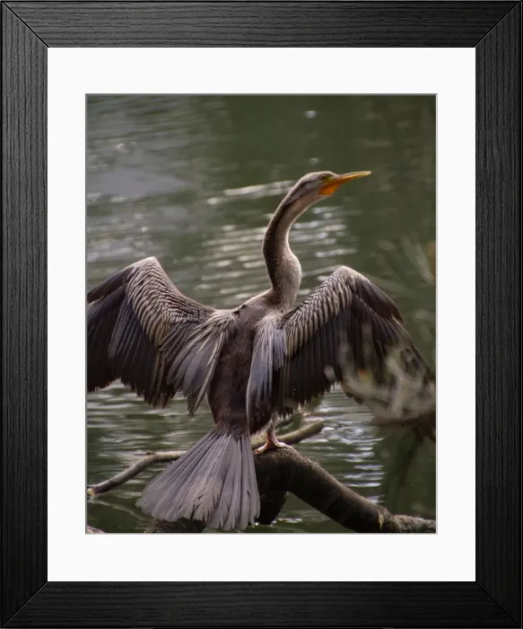 Framed Print : Australasian Darter