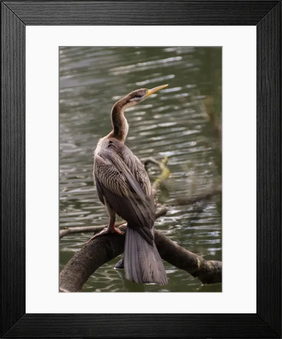 Framed Print : Australasian Darter