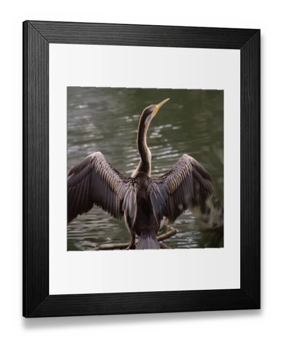 Framed Print : Australasian Darter