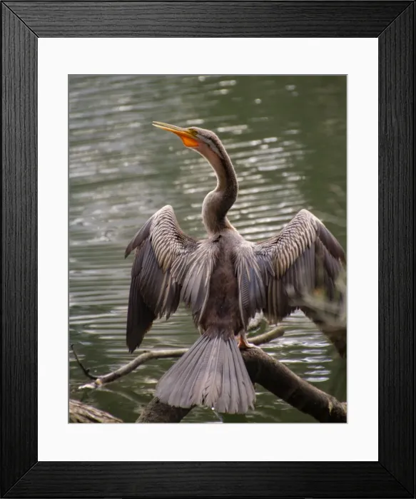 Framed Print : Australasian Darter Framed Print : Australasian Darter