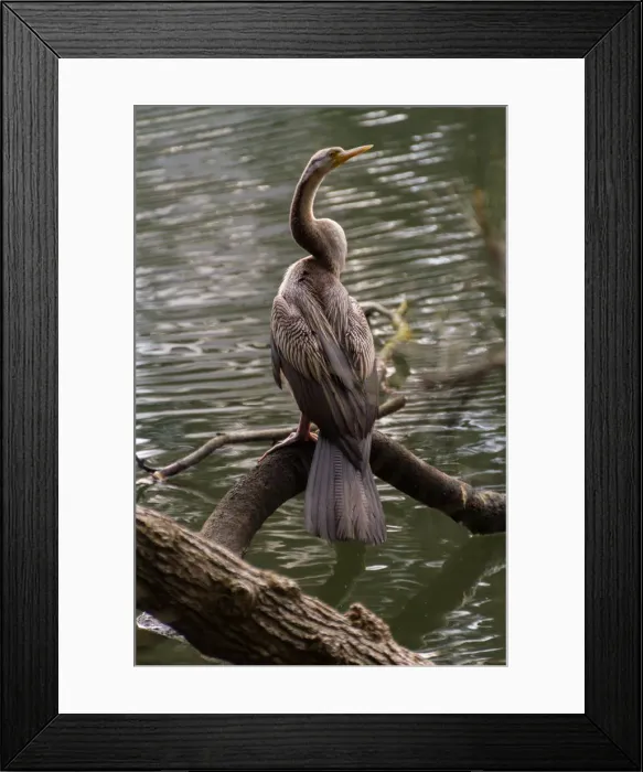 Framed Print : Australasian Darter
