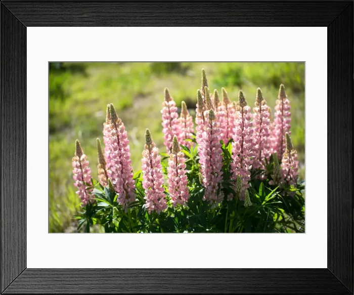 Framed Print : Pink lupines