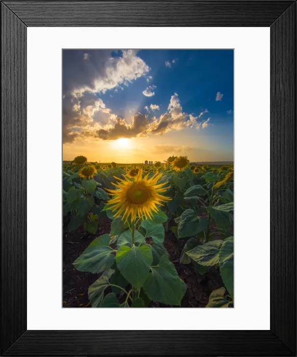 Framed Print : Sunflower with sunset ray