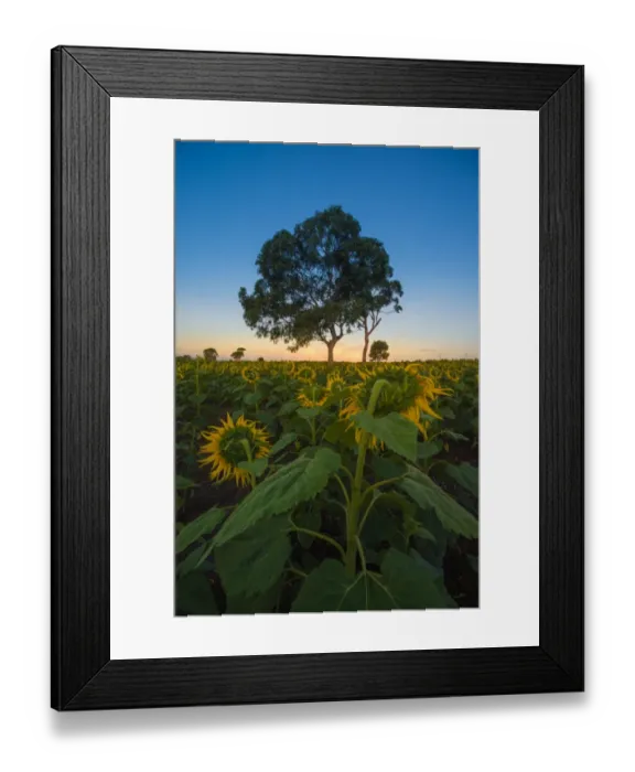 Framed Print : Sunflower at the end of the day