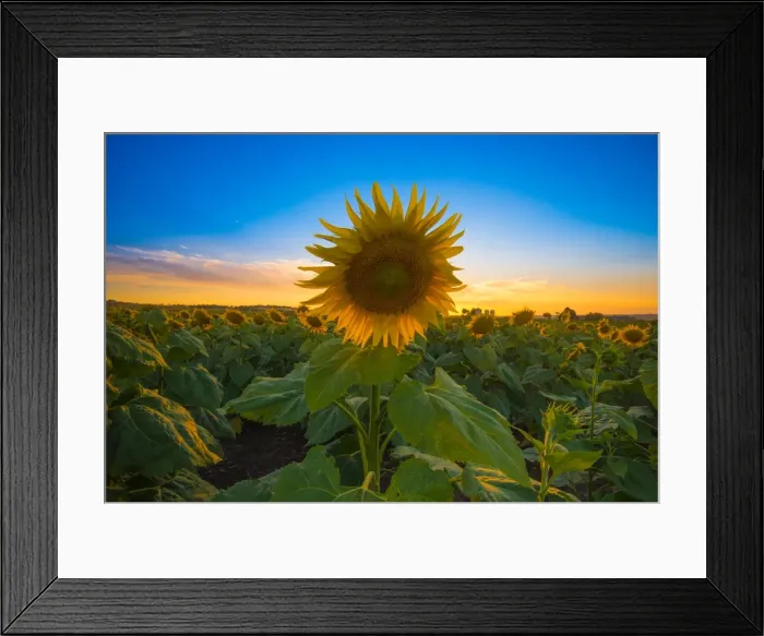 Framed Print : Sunflower during sunset Framed Print : Sunflower during sunset
