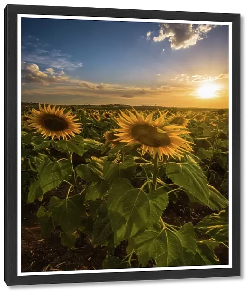 Sunset at sunflower field