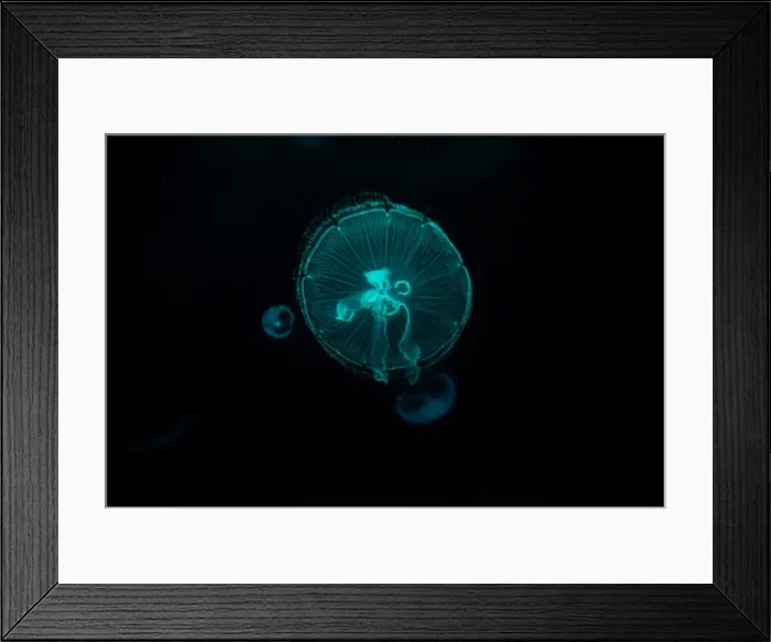 Framed Print : Glowing jelly fish