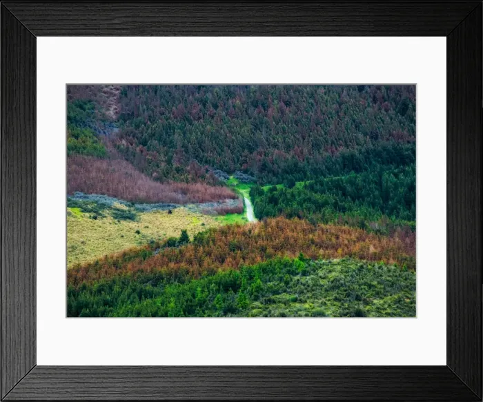 Framed Print : Colorful forest