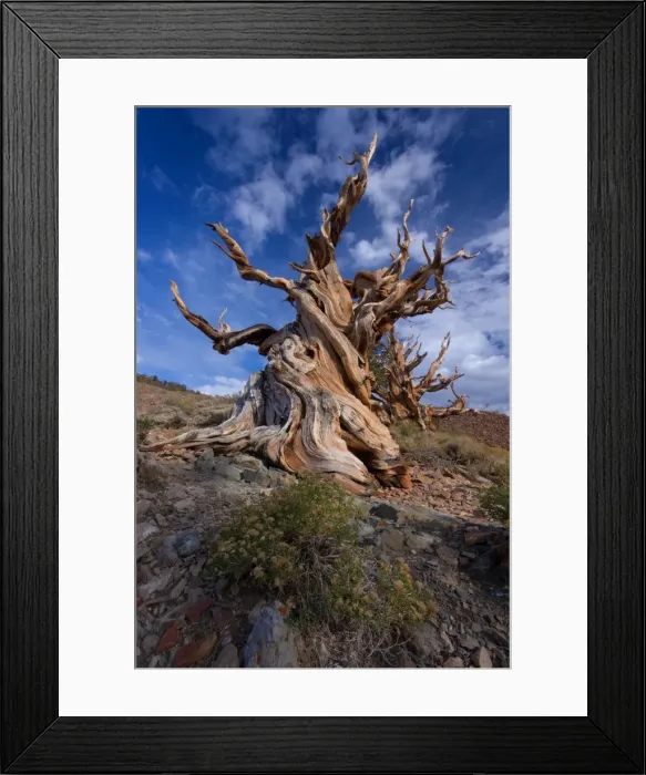 Framed Print : Bristle cone at white mountain