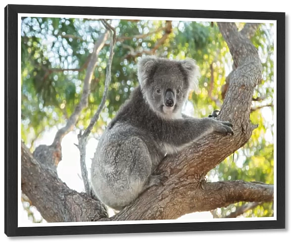 Eyre Peninsula, South Australia, Australian, Australia, Mikkira, gum, tree, koala