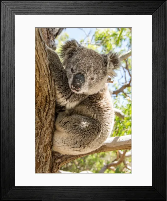 Framed Print : Koala in a gum tree. South Australia Framed Print : Koala in a gum tree. South Australia