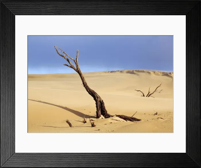 Framed Print : Dead tree in sand dunes. Coffin Bay. Australia