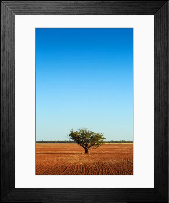 Framed Print : South Australia, Australian, Australia, single, tree, dirt, paddock, rural
