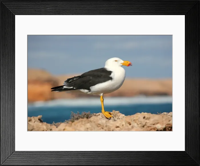 Framed Print : Pacific Gull standing on a rock. Australia