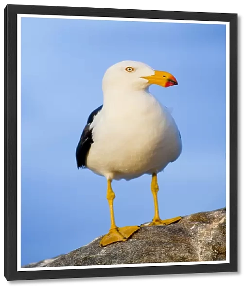 Pacific Gull standing on a rock