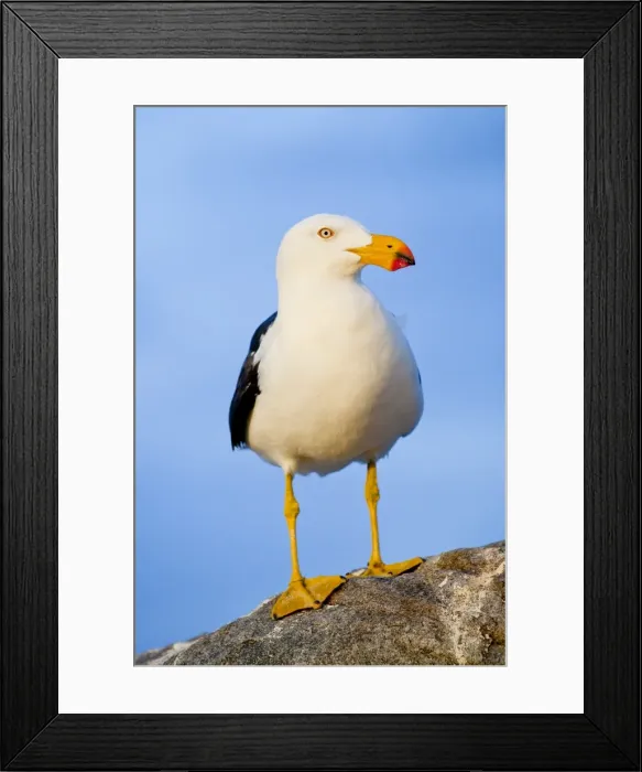 Framed Print : Pacific Gull standing on a rock Framed Print : Pacific Gull standing on a rock