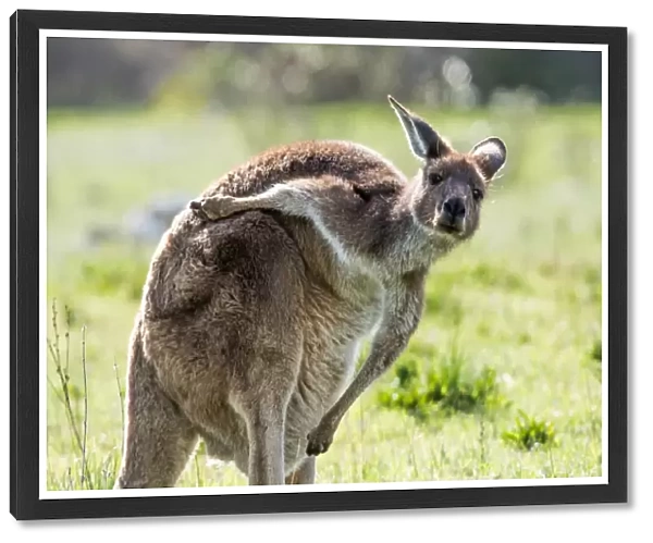 Kangaroo scratching its back. Australia
