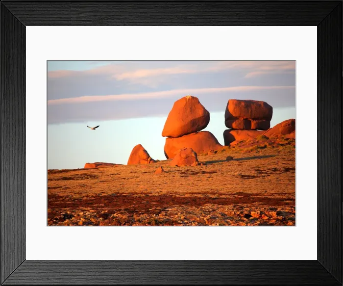 Framed Print : Sea Eagle at Pearson Island