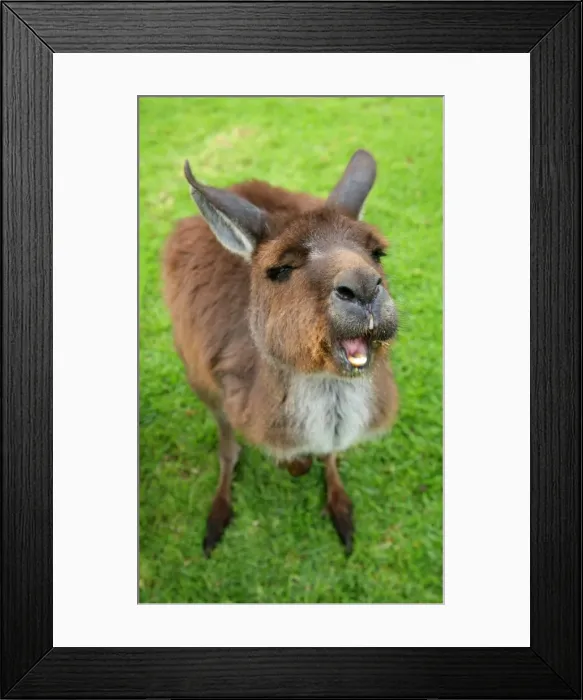 Framed Print : Kangaroo with a comical expression. Open mouth showing teeth. South Australia Framed Print : Kangaroo with a comical expression. Open mouth showing teeth. South Australia