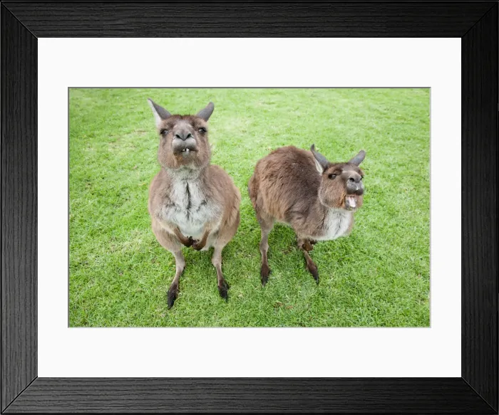 Framed Print : Australian, Australia, native, creature, animal, nature, kangaroo, grass, green