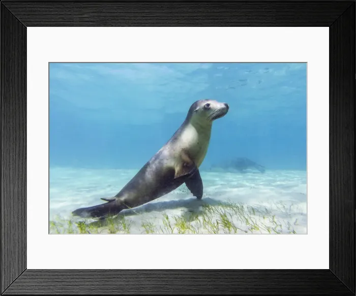 Framed Print : Sea lion. Bairds Bay. South Australia Framed Print : Sea lion. Bairds Bay. South Australia