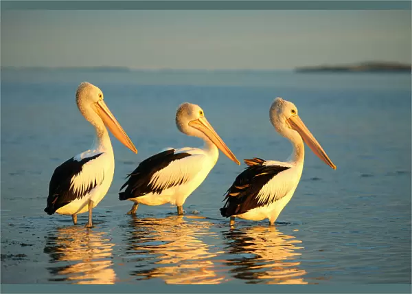 Threes pelicans Australia