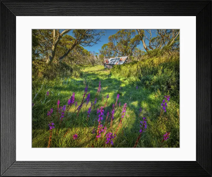 Framed Print : A summer view of Wallaces Hut in the Alpine region of north east Victoria, Australia