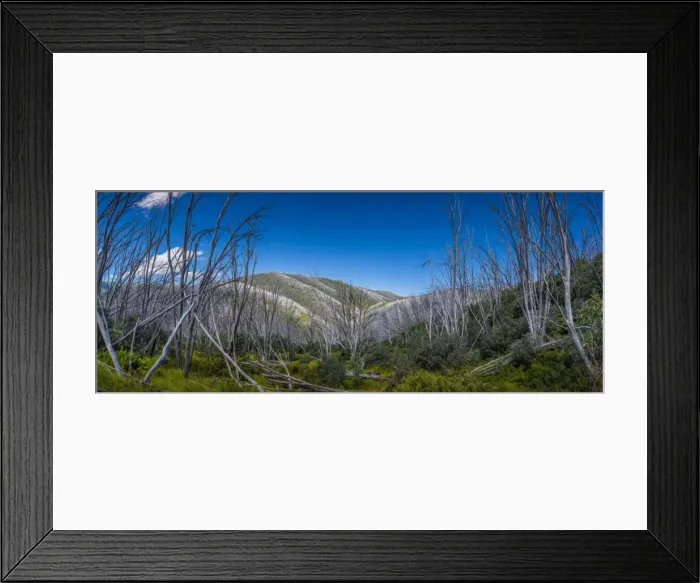 Framed Print : Burnt trees at Falls creek in the Alpine mountainous region of north east Victoria, Australia Framed Print : Burnt trees at Falls creek in the Alpine mountainous region of north east Victoria, Australia