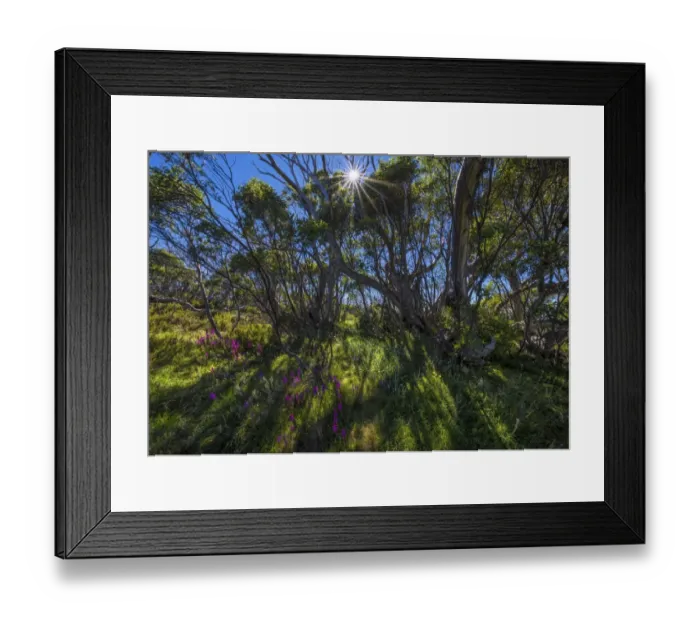 Framed Print : A summer view of Wallaces Hut in the Alpine region of north east Victoria, Australia Framed Print : A summer view of Wallaces Hut in the Alpine region of north east Victoria, Australia