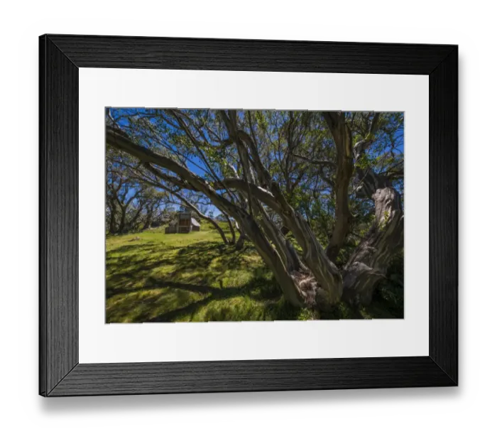 Framed Print : A summer view of Wallaces Hut in the Alpine region of north east Victoria, Australia Framed Print : A summer view of Wallaces Hut in the Alpine region of north east Victoria, Australia