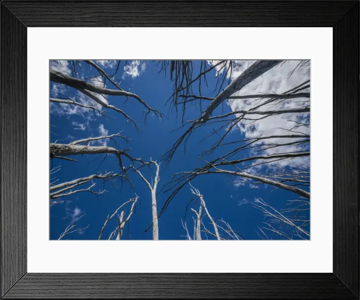Framed Print : Burnt trees at Falls creek in the Alpine mountainous region of north east Victoria, Australia