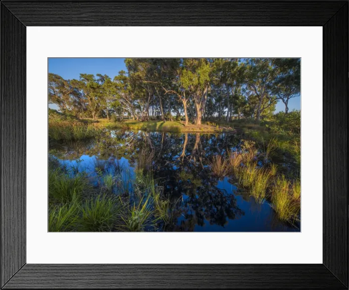 Framed Print : The lovely wetlands at Hidden Grove, Keysborough South, Melbourne, Victoria, Australia Framed Print : The lovely wetlands at Hidden Grove, Keysborough South, Melbourne, Victoria, Australia