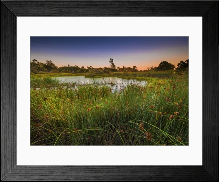 Framed Print : The lovely wetlands at Hidden Grove, Keysborough South, Melbourne, Victoria, Australia Framed Print : The lovely wetlands at Hidden Grove, Keysborough South, Melbourne, Victoria, Australia