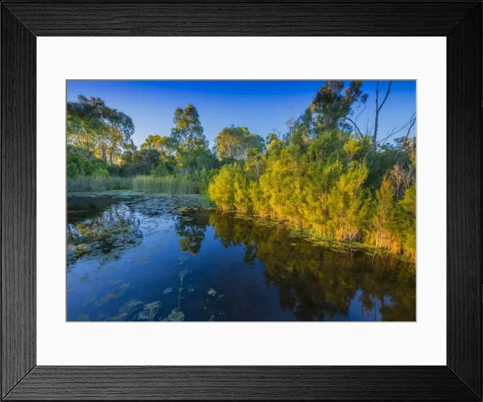 Framed Print : The lovely wetlands at Hidden Grove, Keysborough South, Melbourne, Victoria, Australia Framed Print : The lovely wetlands at Hidden Grove, Keysborough South, Melbourne, Victoria, Australia