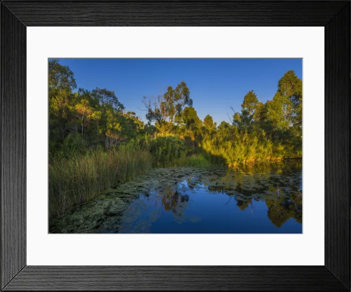 Framed Print : The lovely wetlands at Hidden Grove, Keysborough South, Melbourne, Victoria, Australia Framed Print : The lovely wetlands at Hidden Grove, Keysborough South, Melbourne, Victoria, Australia