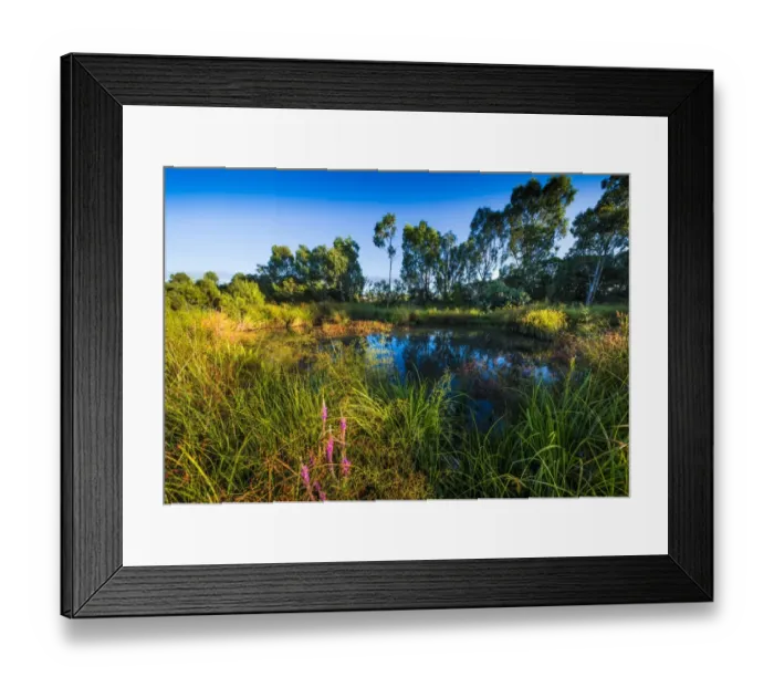 Framed Print : The lovely wetlands at Hidden Grove, Keysborough South, Melbourne, Victoria, Australia Framed Print : The lovely wetlands at Hidden Grove, Keysborough South, Melbourne, Victoria, Australia