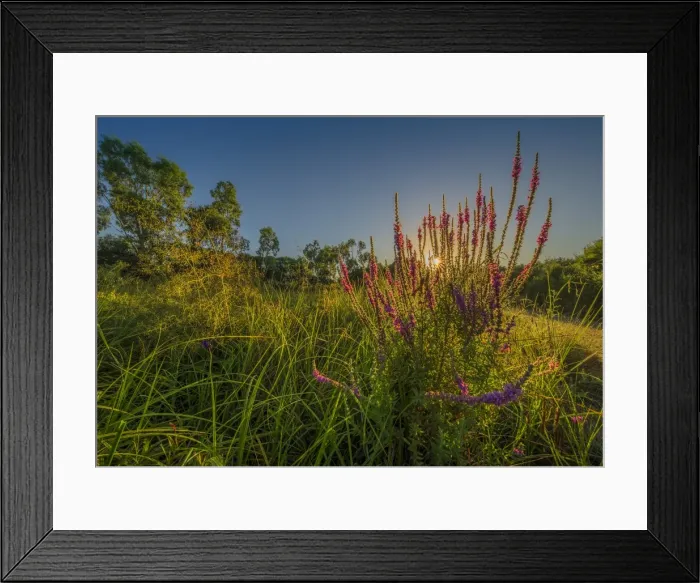 Framed Print : The lovely wetlands at Hidden Grove, Keysborough South, Melbourne, Victoria, Australia