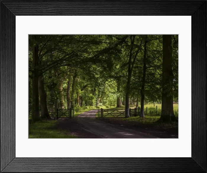 Framed Print : The roadway near Croft castle, Yarpole, Herefordshire, England, United Kingdom Framed Print : The roadway near Croft castle, Yarpole, Herefordshire, England, United Kingdom