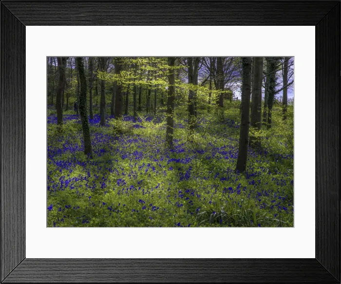Framed Print : Magnificent display of spring bluebells at Hambleton hill, Dorset, England, United Kingdom Framed Print : Magnificent display of spring bluebells at Hambleton hill, Dorset, England, United Kingdom