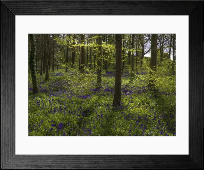 Framed Print : Magnificent display of spring bluebells at Hambleton hill, Dorset, England, United Kingdom Framed Print : Magnificent display of spring bluebells at Hambleton hill, Dorset, England, United Kingdom