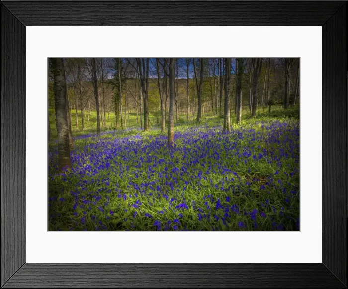 Framed Print : Magnificent display of spring bluebells at Hambleton hill, Dorset, England, United Kingdom Framed Print : Magnificent display of spring bluebells at Hambleton hill, Dorset, England, United Kingdom