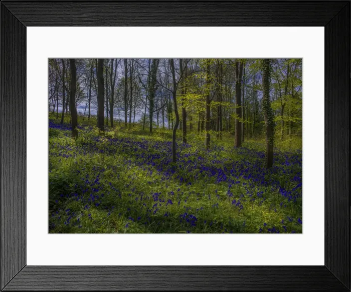 Framed Print : Magnificent display of spring bluebells at Hambleton hill, Dorset, England, United Kingdom